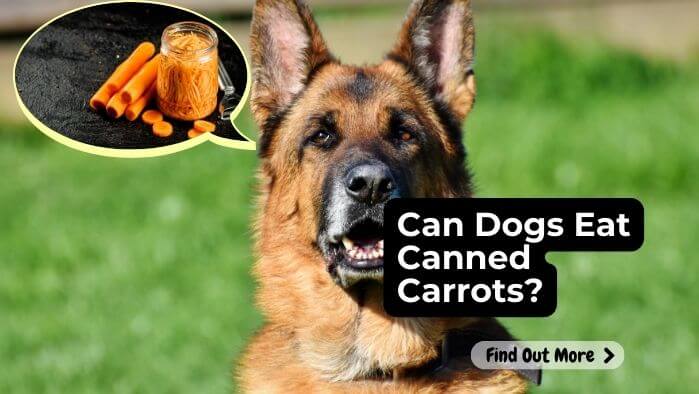 Can Dogs Eat Canned Carrots