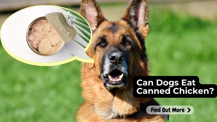 Can Dogs Eat Canned Chicken
