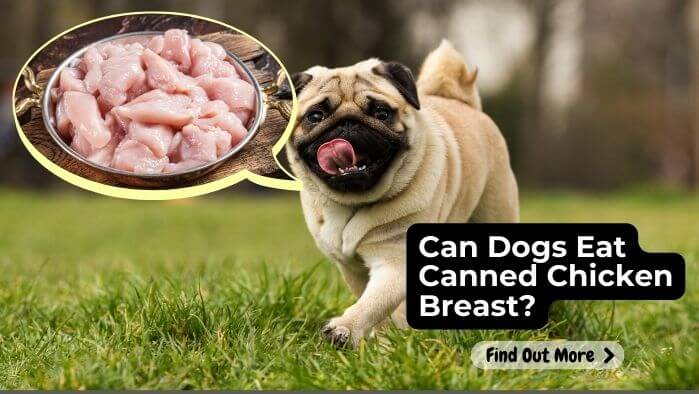 Can Dogs Eat Canned Chicken Breast