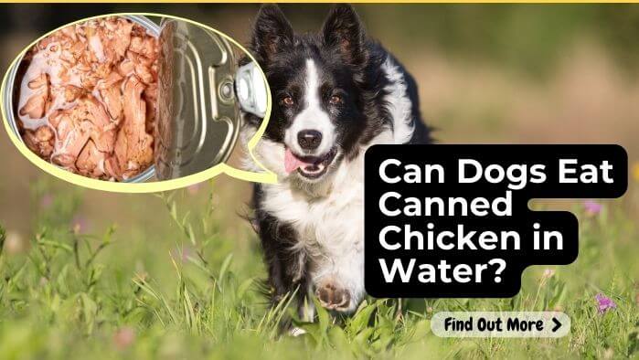 Can Dogs Eat Canned Chicken in Water