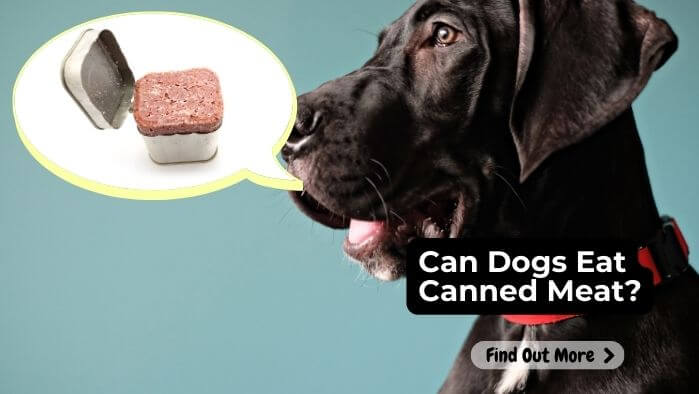 Can Dogs Eat Canned Meat