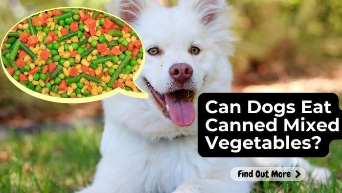 Can Dogs Eat Canned Mixed Vegetables