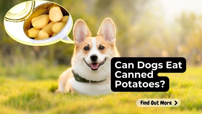 Can Dogs Eat Canned Potatoes