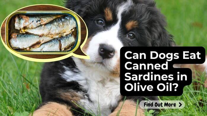 Can Dogs Eat Canned Sardines in Olive Oil