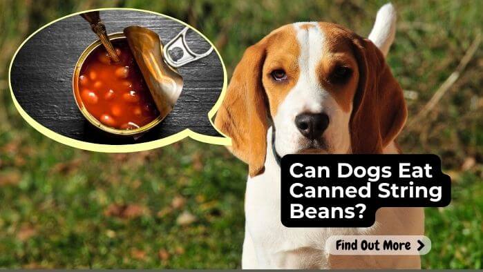 Can Dogs Eat Canned String Beans