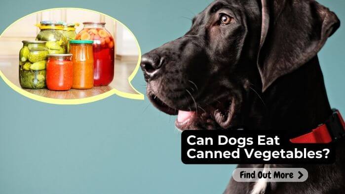Can Dogs Eat Canned Vegetables
