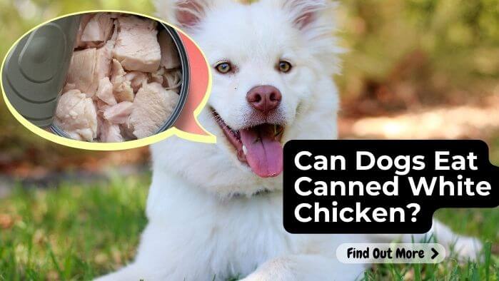 Can Dogs Eat Canned White Chicken