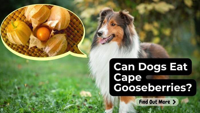 Can Dogs Eat Cape Gooseberries