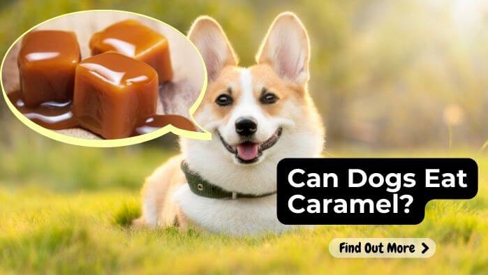 Can Dogs Eat Caramel