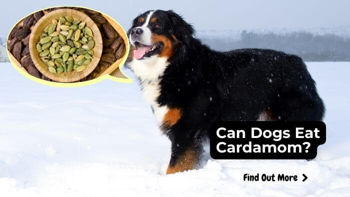 Can Dogs Eat Cardamom