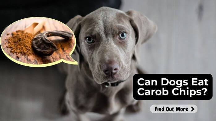 Can Dogs Eat Carob Chips