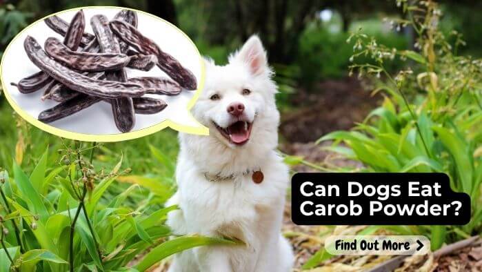 Can Dogs Eat Carob Powder