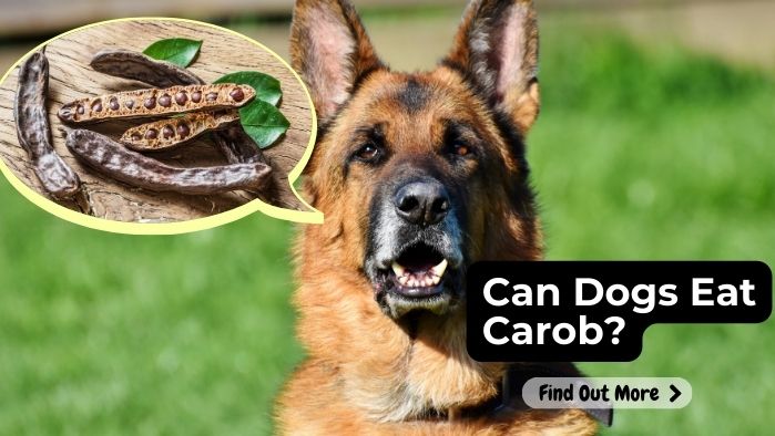 Can Dogs Eat Carob?