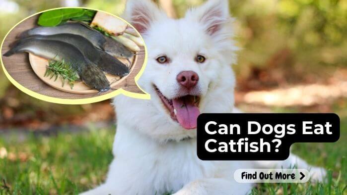 Can Dogs Eat Catfish