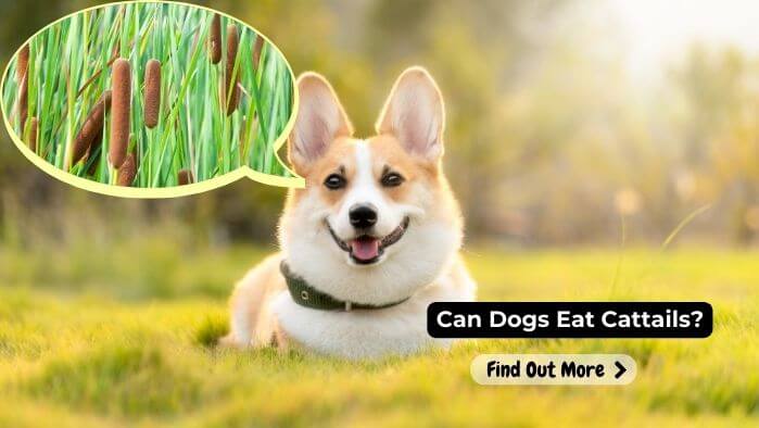 Can Dogs Eat Cattails