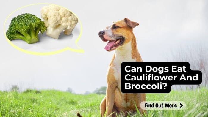 Can Dogs Eat Cauliflower And Broccoli