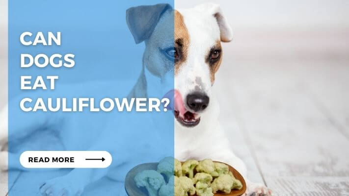 Can Dogs Eat Cauliflower