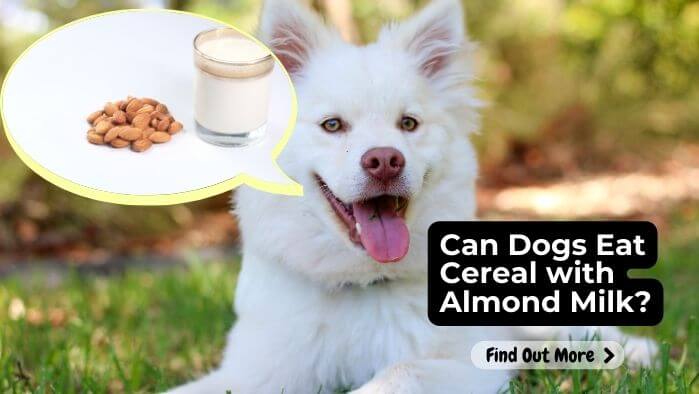 Can Dogs Eat Cereal with Almond Milk