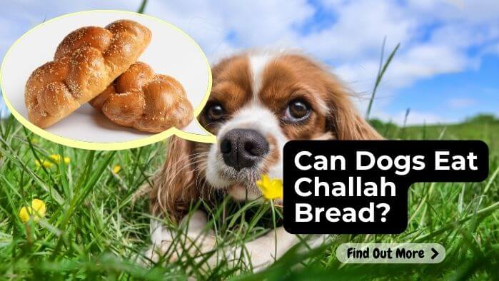 Can Dogs Eat Challah Bread