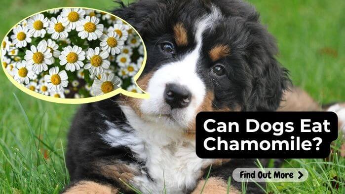 Can Dogs Eat Chamomile