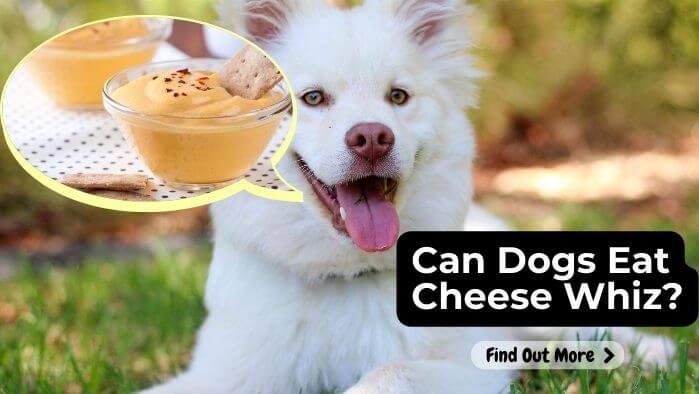 Can Dogs Eat Cheese Whiz