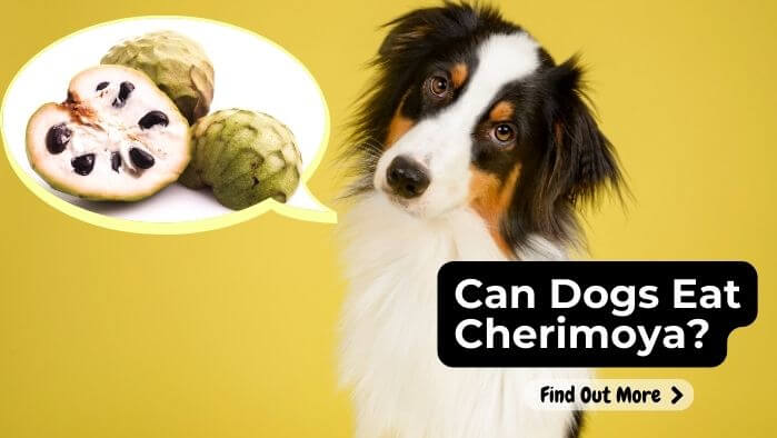 Can Dogs Eat Cherimoya