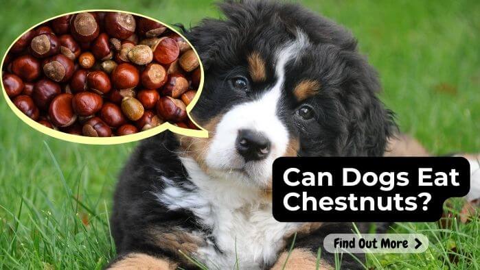 Can Dogs Eat Chestnuts