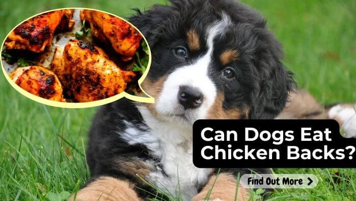 Can Dogs Eat Chicken Backs