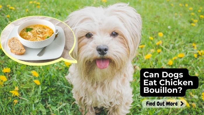 Can Dogs Eat Chicken Bouillon