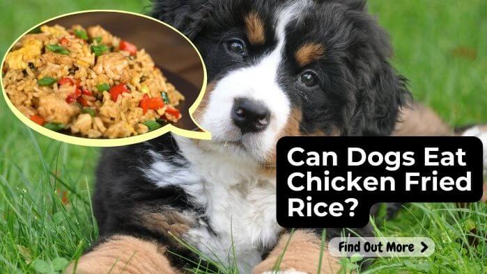 Can Dogs Eat Chicken Fried Rice