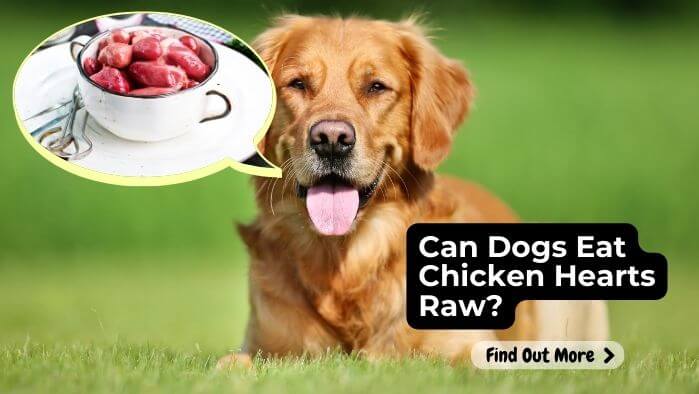 Can Dogs Eat Chicken Hearts Raw