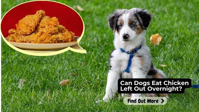 Can Dogs Eat Chicken Left Out Overnight