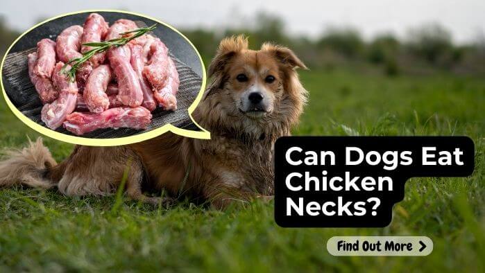 Can Dogs Eat Chicken Necks