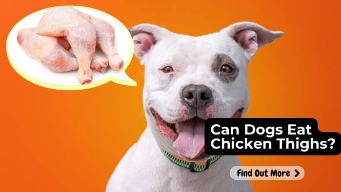 Can Dogs Eat Chicken Thighs