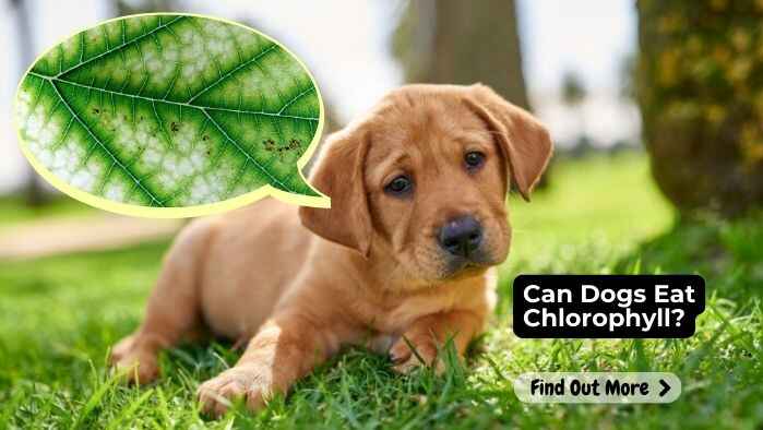 Can Dogs Eat Chlorophyll