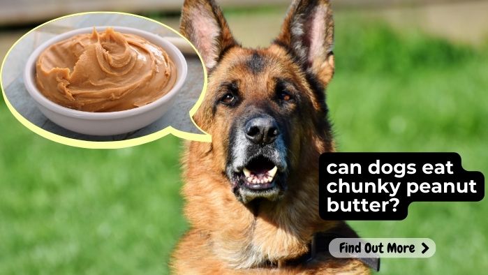 Can-Dogs-Eat-Chunky-Peanut-Butter