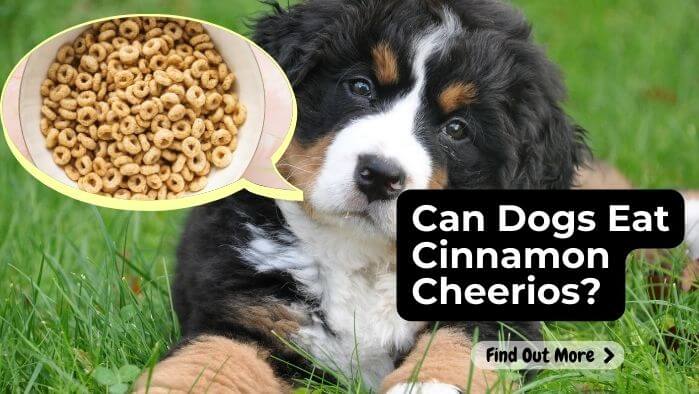 Can Dogs Eat Cinnamon Cheerios