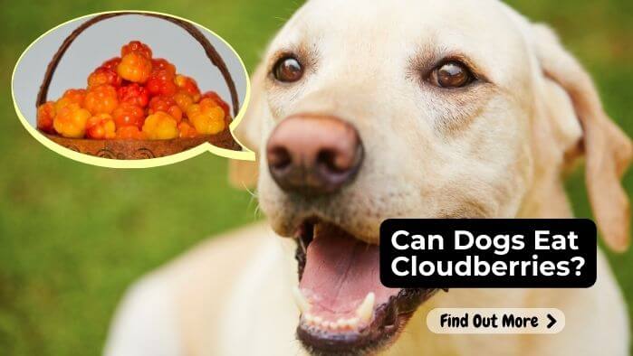 Can Dogs Eat Cloudberries