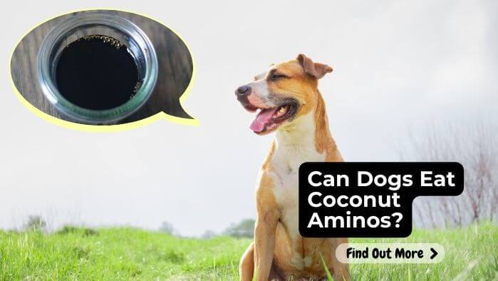 Can Dogs Eat Coconut Aminos