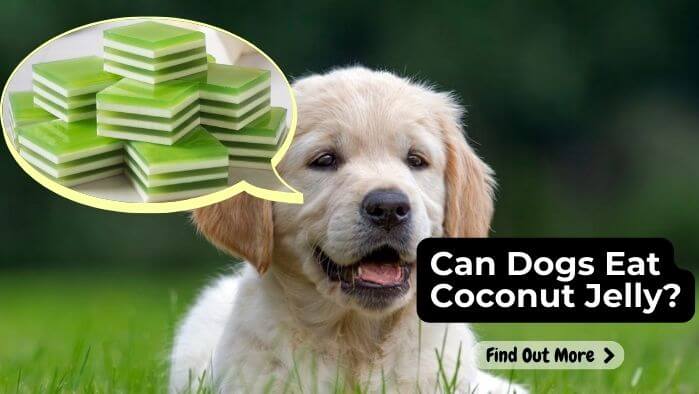 Can Dogs Eat Coconut Jelly