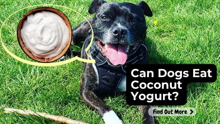 Can Dogs Eat Coconut Yogurt