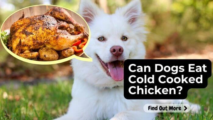 Can Dogs Eat Cold Cooked Chicken