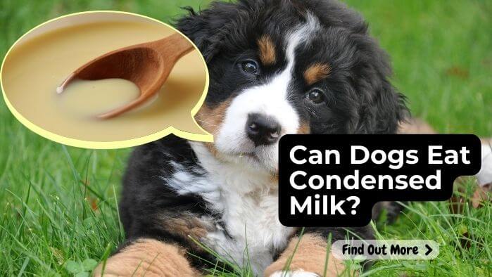 Can Dogs Eat Condensed Milk