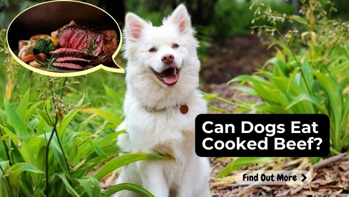 Can Dogs Eat Cooked Beef