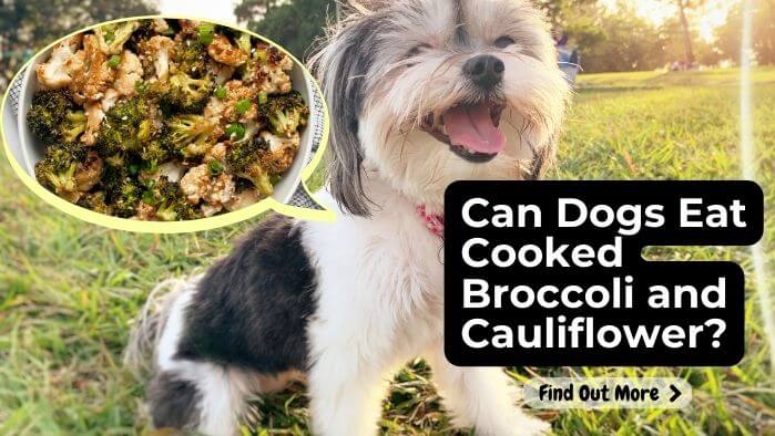 Can Dogs Eat Cooked Broccoli and Cauliflower