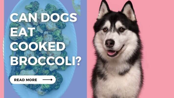 Can Dogs Eat Cooked Broccoli