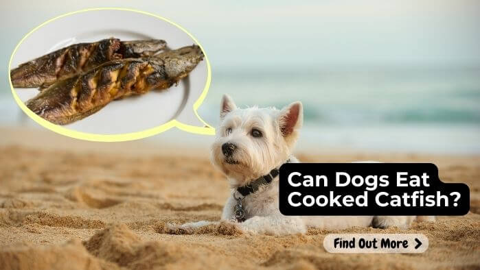 Can Dogs Eat Cooked Catfish