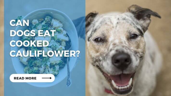 Can Dogs Eat Cooked Cauliflower