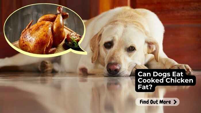 Can Dogs Eat Cooked Chicken Fat