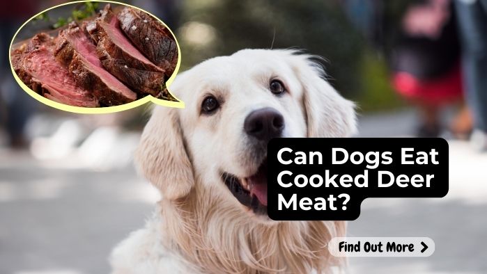 Can Dogs Eat Cooked Deer Meat